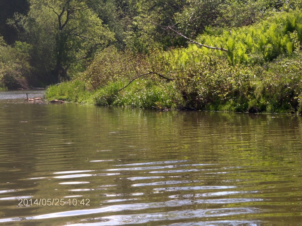 Christopher Greaves Rouge River_HPIM7284.JPG